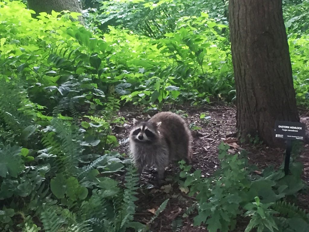Central Park 2