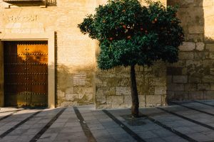 orange tree in seville